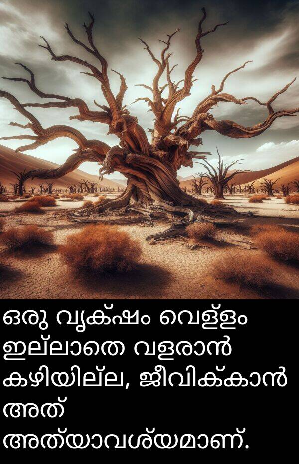 വൃക്ഷം: ഒരു വൃക്ഷം വെള്ളം ഇല്ലാതെ വളരാൻ കഴിയില്ല, ജീവിക്കാൻ അത് അത്യാവശ്യമാണ്.