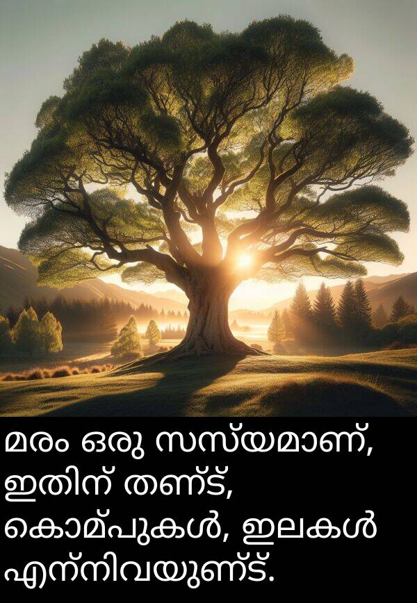 മരം: മരം ഒരു സസ്യമാണ്, ഇതിന് തണ്ട്, കൊമ്പുകൾ, ഇലകൾ എന്നിവയുണ്ട്.