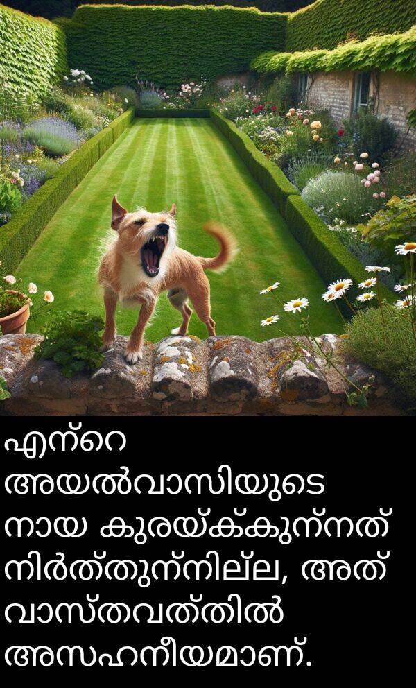 കുരയ്ക്കുന്നത്: എന്റെ അയൽവാസിയുടെ നായ കുരയ്ക്കുന്നത് നിർത്തുന്നില്ല, അത് വാസ്തവത്തിൽ അസഹനീയമാണ്.