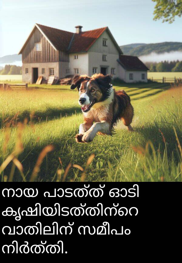 സമീപം: നായ പാടത്ത് ഓടി കൃഷിയിടത്തിന്റെ വാതിലിന് സമീപം നിർത്തി.