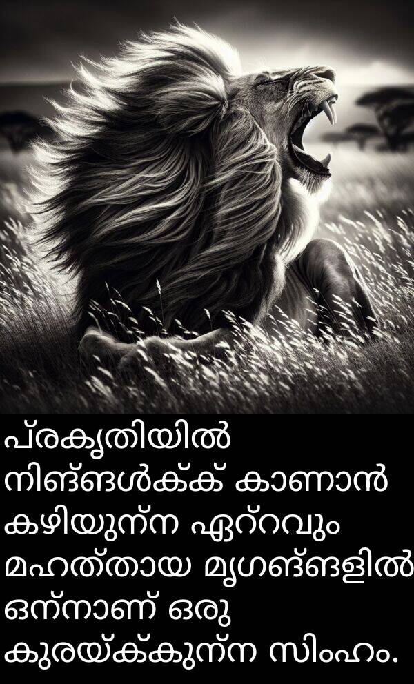 കുരയ്ക്കുന്ന: പ്രകൃതിയിൽ നിങ്ങൾക്ക് കാണാൻ കഴിയുന്ന ഏറ്റവും മഹത്തായ മൃഗങ്ങളിൽ ഒന്നാണ് ഒരു കുരയ്ക്കുന്ന സിംഹം.
