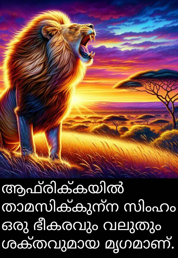 വലുതും: ആഫ്രിക്കയിൽ താമസിക്കുന്ന സിംഹം ഒരു ഭീകരവും വലുതും ശക്തവുമായ മൃഗമാണ്.