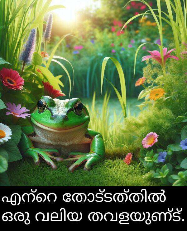 ഒരു: എന്റെ തോട്ടത്തിൽ ഒരു വലിയ തവളയുണ്ട്.