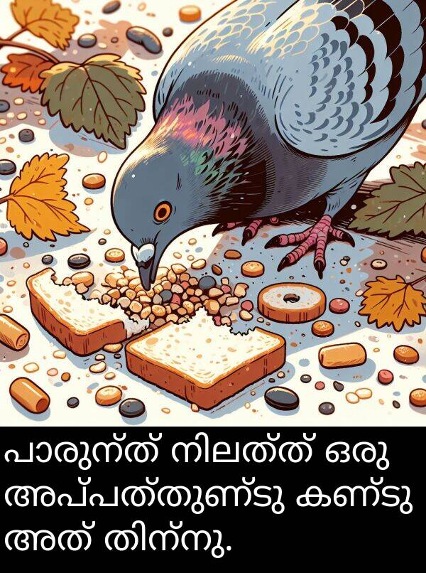 അപ്പത്തുണ്ടു: പാരുന്ത് നിലത്ത് ഒരു അപ്പത്തുണ്ടു കണ്ടു അത് തിന്നു.