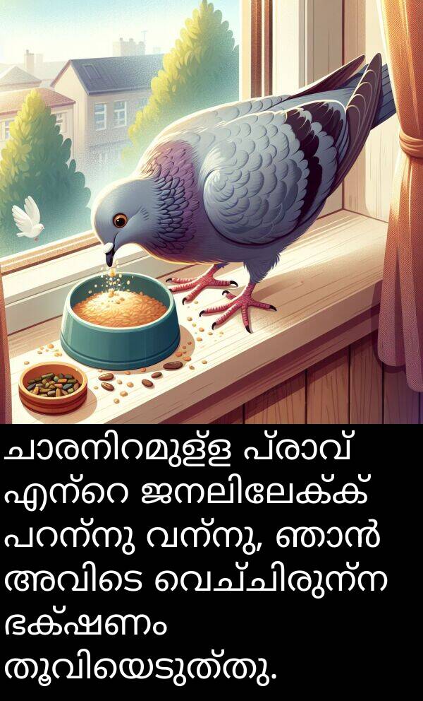 വന്നു: ചാരനിറമുള്ള പ്രാവ് എന്റെ ജനലിലേക്ക് പറന്നു വന്നു, ഞാൻ അവിടെ വെച്ചിരുന്ന ഭക്ഷണം തൂവിയെടുത്തു.