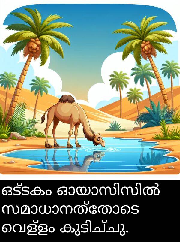 ഒട്ടകം: ഒട്ടകം ഓയാസിസിൽ സമാധാനത്തോടെ വെള്ളം കുടിച്ചു.
