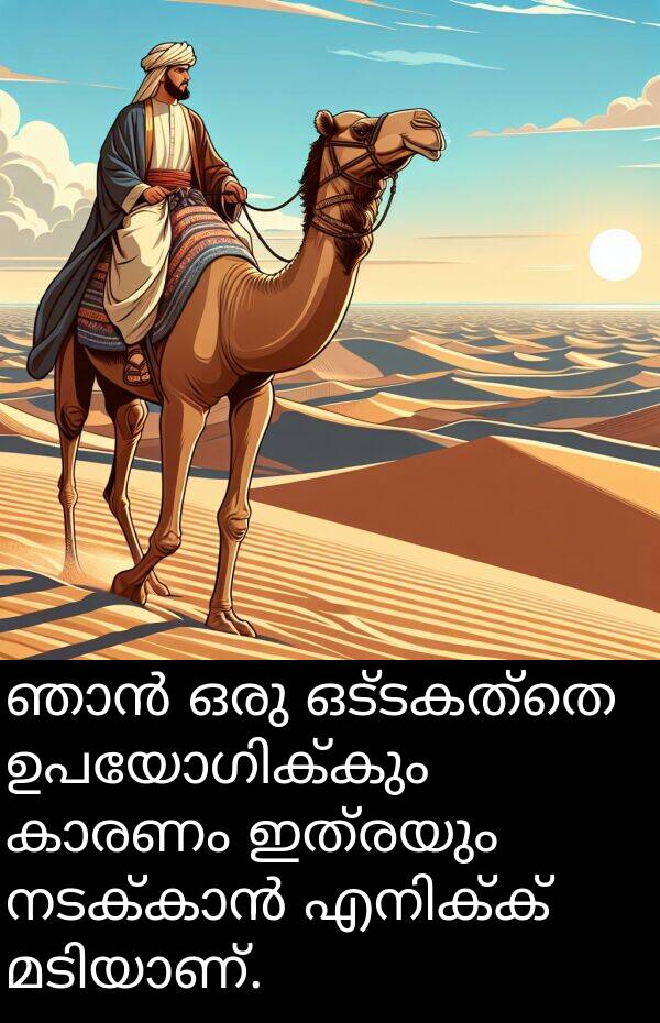 ഒട്ടകത്തെ: ഞാൻ ഒരു ഒട്ടകത്തെ ഉപയോഗിക്കും കാരണം ഇത്രയും നടക്കാൻ എനിക്ക് മടിയാണ്.