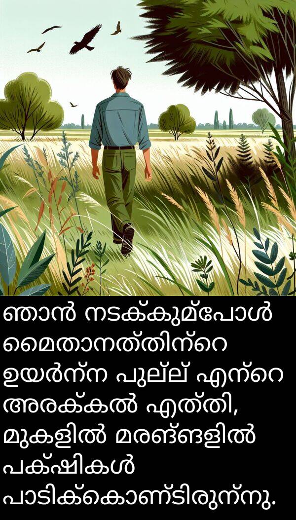 പുല്ല്: ഞാൻ നടക്കുമ്പോൾ മൈതാനത്തിന്റെ ഉയർന്ന പുല്ല് എന്റെ അരക്കൽ എത്തി, മുകളിൽ മരങ്ങളിൽ പക്ഷികൾ പാടിക്കൊണ്ടിരുന്നു.