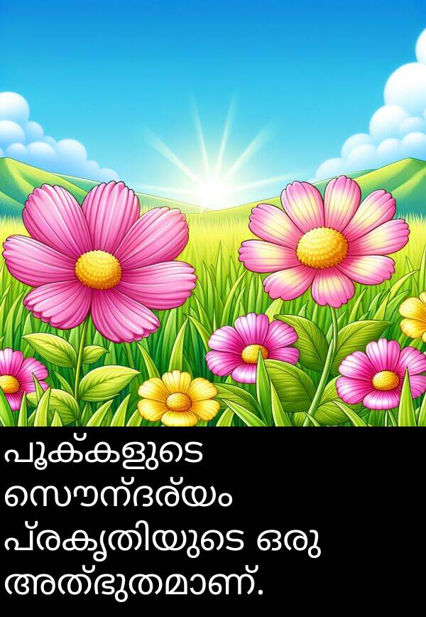 സൌന്ദര്യം: പൂക്കളുടെ സൌന്ദര്യം പ്രകൃതിയുടെ ഒരു അത്ഭുതമാണ്.