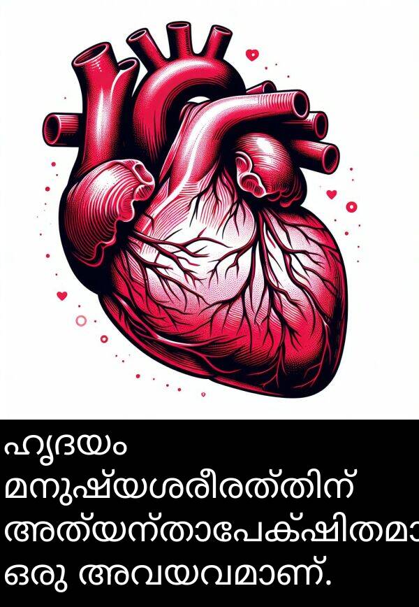 ഹൃദയം: ഹൃദയം മനുഷ്യശരീരത്തിന് അത്യന്താപേക്ഷിതമായ ഒരു അവയവമാണ്.