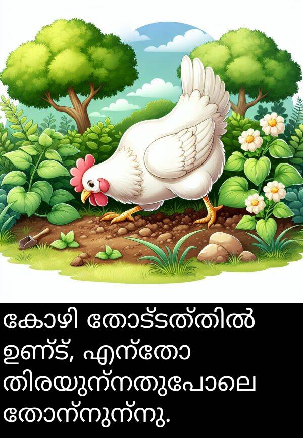ഉണ്ട്: കോഴി തോട്ടത്തിൽ ഉണ്ട്, എന്തോ തിരയുന്നതുപോലെ തോന്നുന്നു.