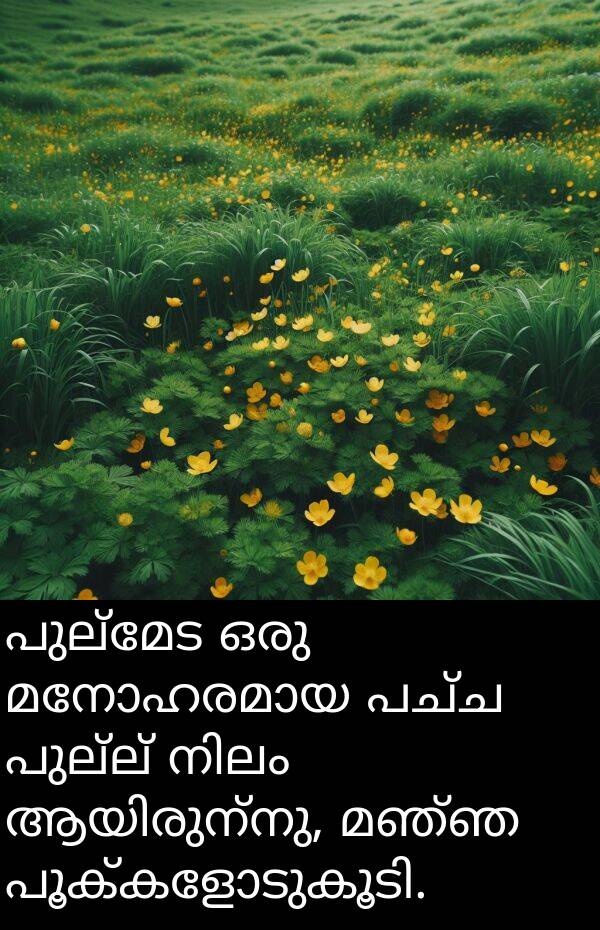 പുല്മേട: പുല്മേട ഒരു മനോഹരമായ പച്ച പുല്ല് നിലം ആയിരുന്നു, മഞ്ഞ പൂക്കളോടുകൂടി.