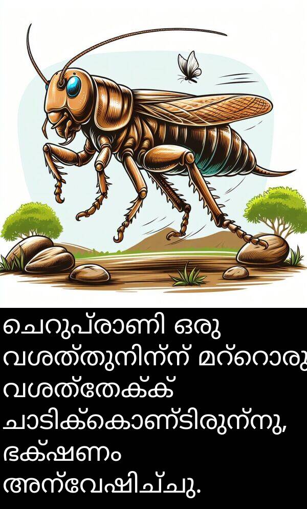 വശത്തേക്ക്: ചെറുപ്രാണി ഒരു വശത്തുനിന്ന് മറ്റൊരു വശത്തേക്ക് ചാടിക്കൊണ്ടിരുന്നു, ഭക്ഷണം അന്വേഷിച്ചു.