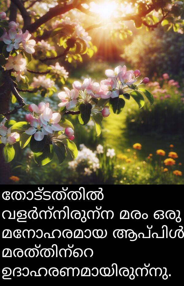 മരം: തോട്ടത്തിൽ വളർന്നിരുന്ന മരം ഒരു മനോഹരമായ ആപ്പിൾ മരത്തിന്റെ ഉദാഹരണമായിരുന്നു.