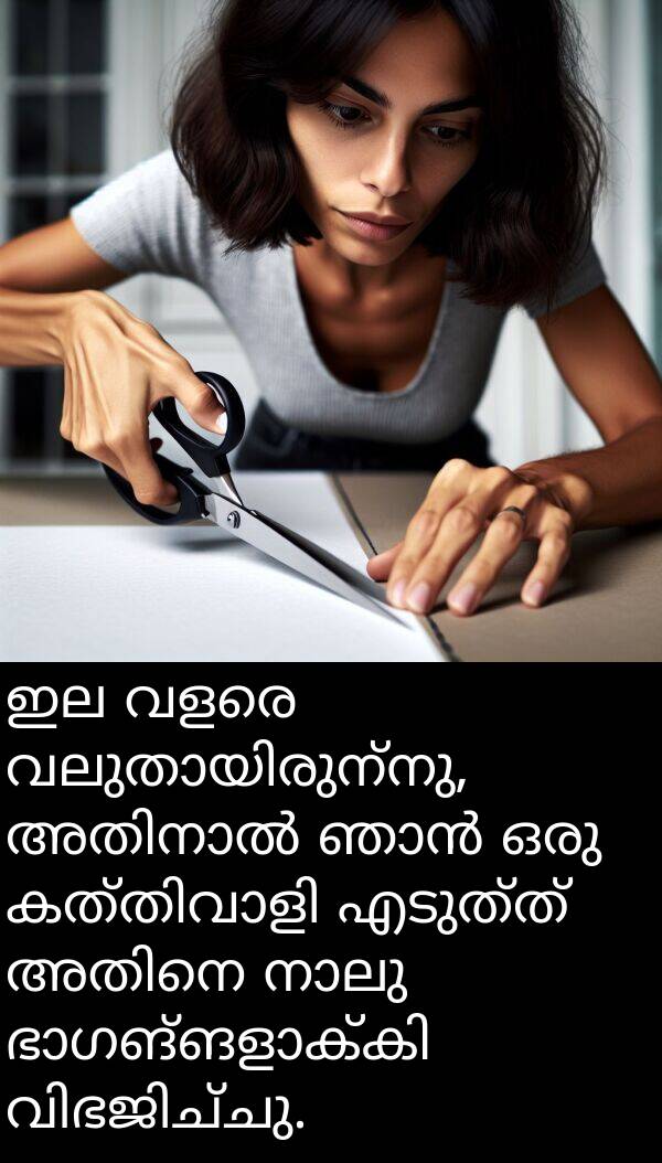 എടുത്ത്: ഇല വളരെ വലുതായിരുന്നു, അതിനാൽ ഞാൻ ഒരു കത്തിവാളി എടുത്ത് അതിനെ നാലു ഭാഗങ്ങളാക്കി വിഭജിച്ചു.