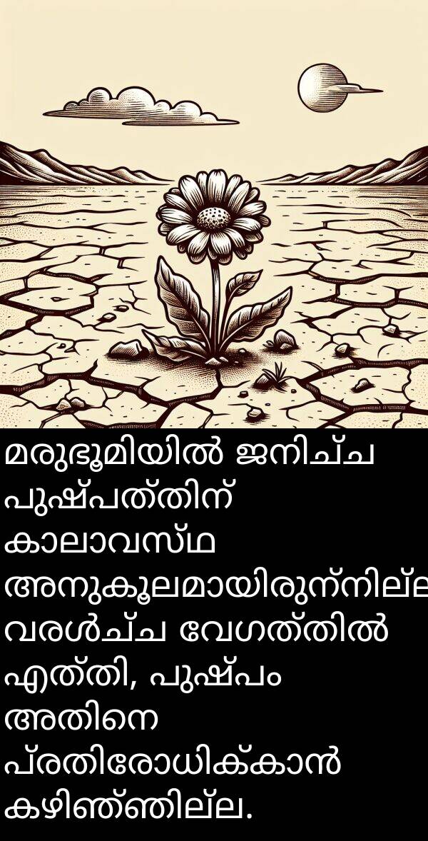 പുഷ്പം: മരുഭൂമിയിൽ ജനിച്ച പുഷ്പത്തിന് കാലാവസ്ഥ അനുകൂലമായിരുന്നില്ല. വരൾച്ച വേഗത്തിൽ എത്തി, പുഷ്പം അതിനെ പ്രതിരോധിക്കാൻ കഴിഞ്ഞില്ല.