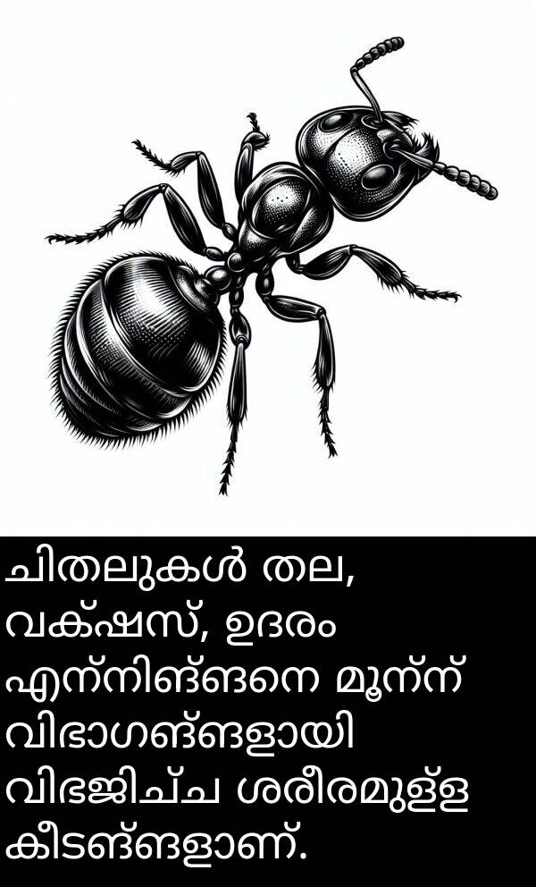 വക്ഷസ്: ചിതലുകൾ തല, വക്ഷസ്, ഉദരം എന്നിങ്ങനെ മൂന്ന് വിഭാഗങ്ങളായി വിഭജിച്ച ശരീരമുള്ള കീടങ്ങളാണ്.