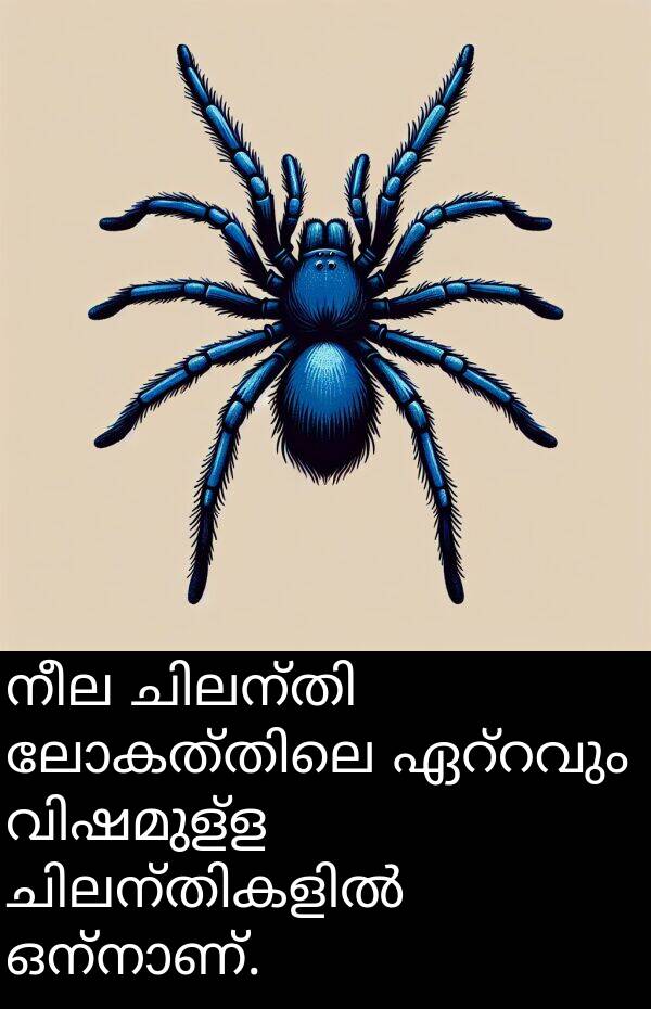നീല: നീല ചിലന്തി ലോകത്തിലെ ഏറ്റവും വിഷമുള്ള ചിലന്തികളിൽ ഒന്നാണ്.