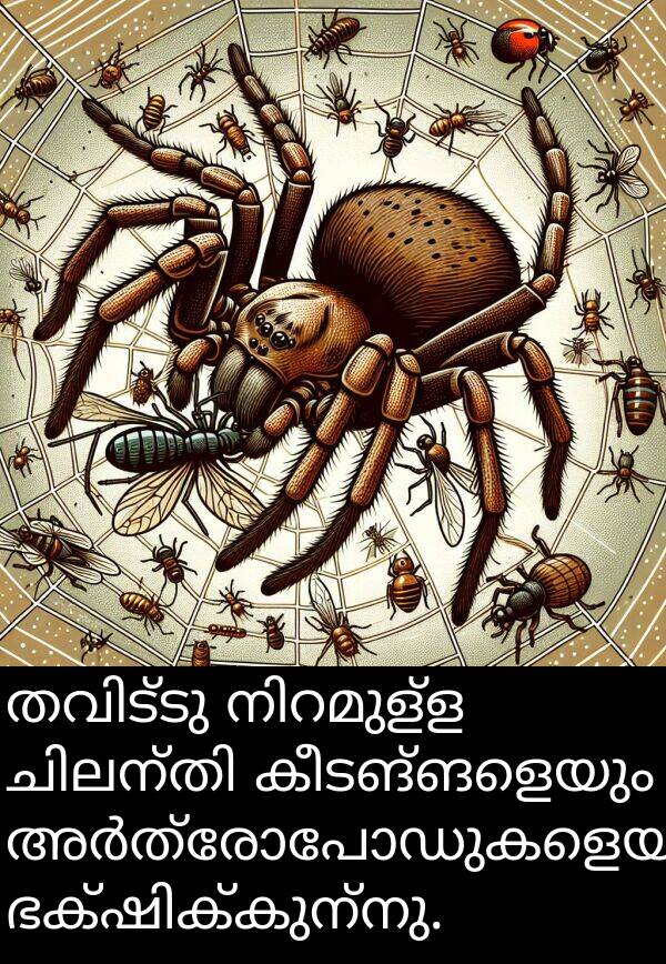 കീടങ്ങളെയും: തവിട്ടു നിറമുള്ള ചിലന്തി കീടങ്ങളെയും അർത്രോപോഡുകളെയും ഭക്ഷിക്കുന്നു.