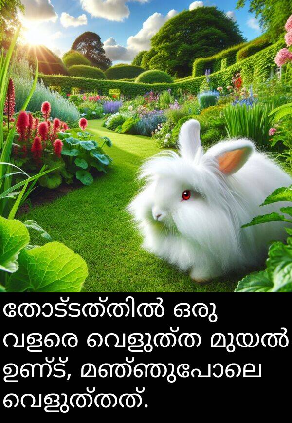 ഉണ്ട്: തോട്ടത്തിൽ ഒരു വളരെ വെളുത്ത മുയൽ ഉണ്ട്, മഞ്ഞുപോലെ വെളുത്തത്.