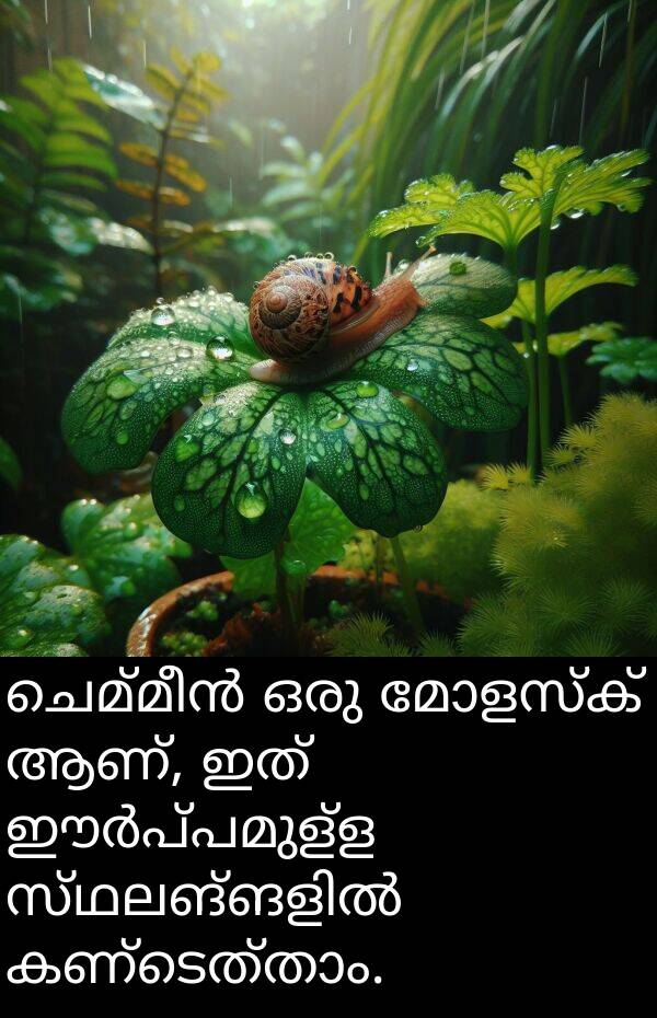 ആണ്: ചെമ്മീൻ ഒരു മോളസ്ക് ആണ്, ഇത് ഈർപ്പമുള്ള സ്ഥലങ്ങളിൽ കണ്ടെത്താം.