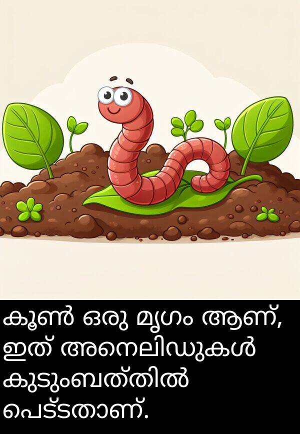 ആണ്: കൂൺ ഒരു മൃഗം ആണ്, ഇത് അനെലിഡുകൾ കുടുംബത്തിൽ പെട്ടതാണ്.