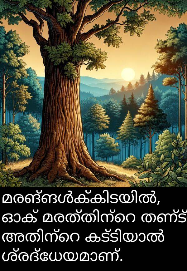 തണ്ട്: മരങ്ങൾക്കിടയിൽ, ഓക് മരത്തിന്റെ തണ്ട് അതിന്റെ കട്ടിയാൽ ശ്രദ്ധേയമാണ്.
