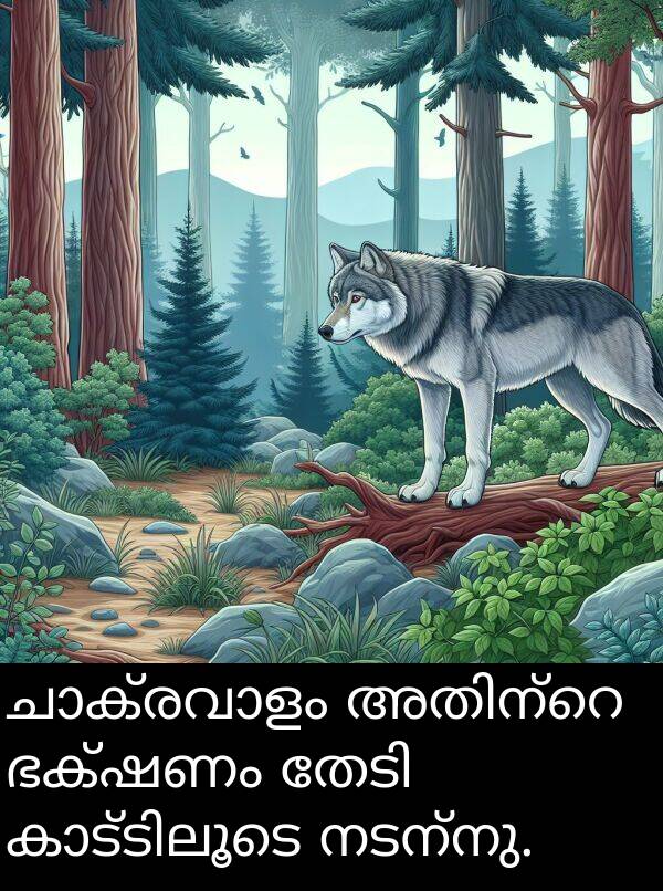 നടന്നു: ചാക്രവാളം അതിന്റെ ഭക്ഷണം തേടി കാട്ടിലൂടെ നടന്നു.