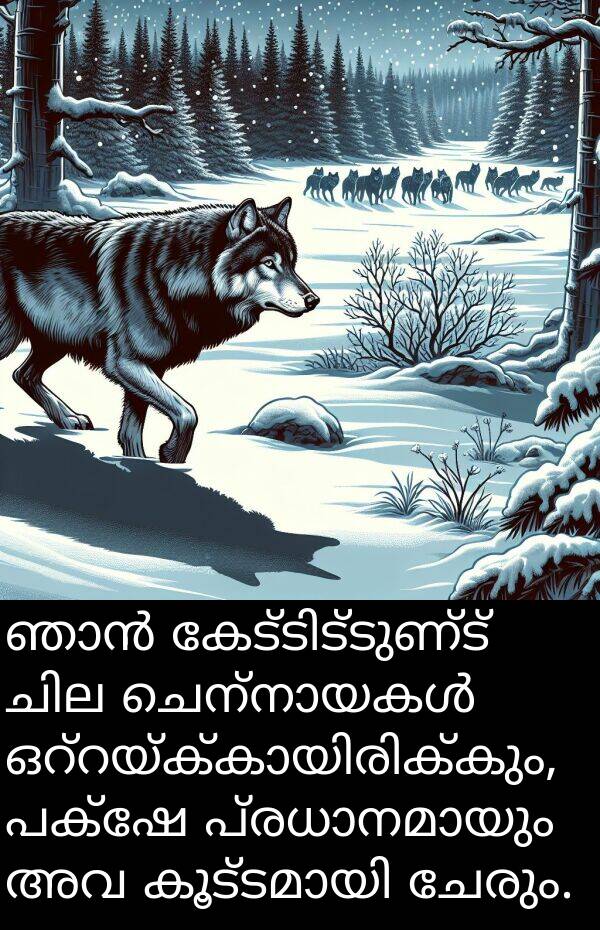 ചേരും: ഞാൻ കേട്ടിട്ടുണ്ട് ചില ചെന്നായകൾ ഒറ്റയ്ക്കായിരിക്കും, പക്ഷേ പ്രധാനമായും അവ കൂട്ടമായി ചേരും.