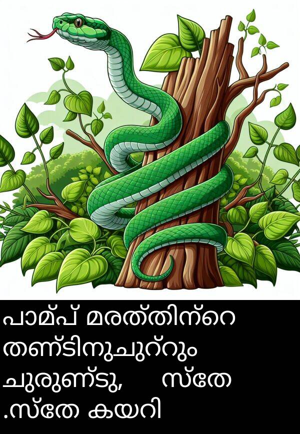 ചുരുണ്ടു: പാമ്പ് മരത്തിന്റെ തണ്ടിനുചുറ്റും ചുരുണ്ടു, آهസ്തേ آهസ്തേ കയറി.