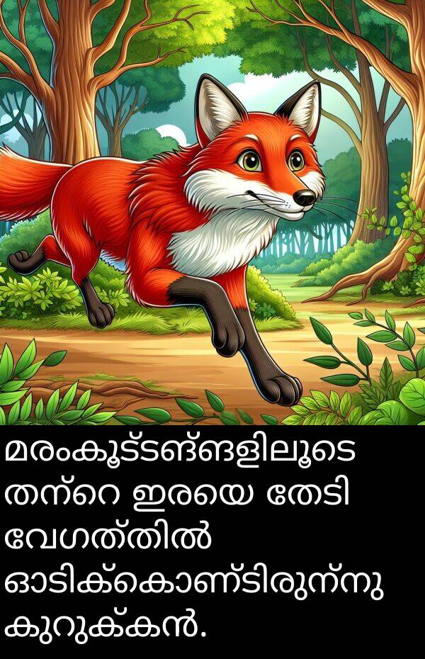 ഇരയെ: മരംകൂട്ടങ്ങളിലൂടെ തന്റെ ഇരയെ തേടി വേഗത്തിൽ ഓടിക്കൊണ്ടിരുന്നു കുറുക്കൻ.