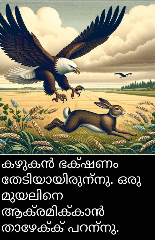 ഭക്ഷണം: കഴുകൻ ഭക്ഷണം തേടിയായിരുന്നു. ഒരു മുയലിനെ ആക്രമിക്കാൻ താഴേക്ക് പറന്നു.