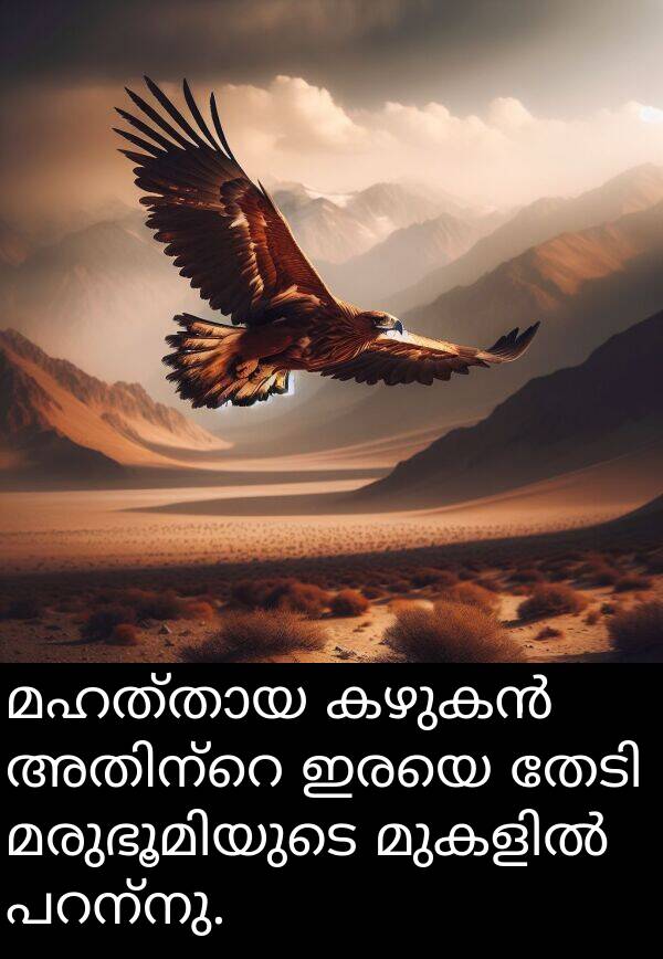 ഇരയെ: മഹത്തായ കഴുകൻ അതിന്റെ ഇരയെ തേടി മരുഭൂമിയുടെ മുകളിൽ പറന്നു.