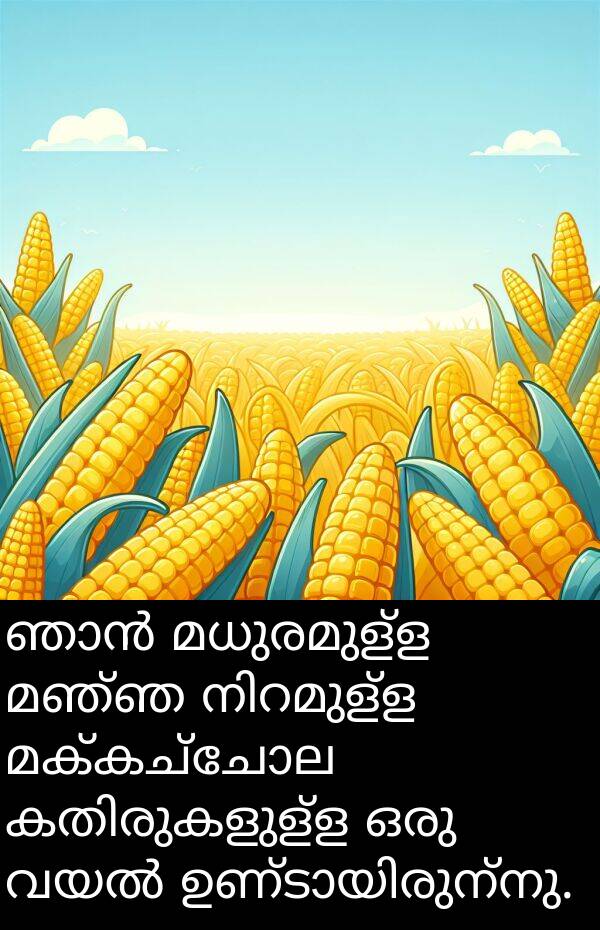 മക്കച്ചോല: ഞാൻ മധുരമുള്ള മഞ്ഞ നിറമുള്ള മക്കച്ചോല കതിരുകളുള്ള ഒരു വയൽ ഉണ്ടായിരുന്നു.
