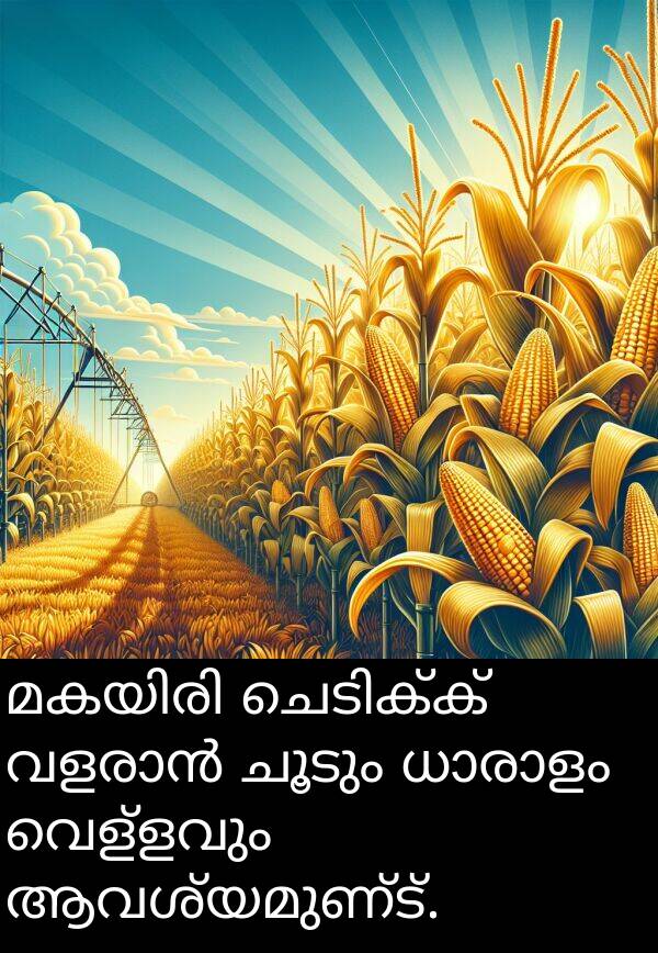 വെള്ളവും: മകയിരി ചെടിക്ക് വളരാൻ ചൂടും ധാരാളം വെള്ളവും ആവശ്യമുണ്ട്.