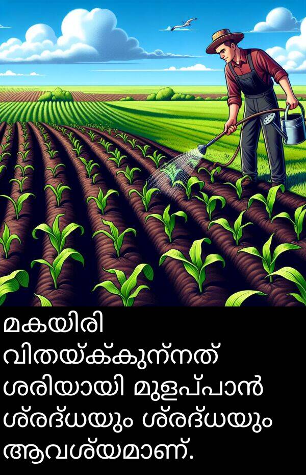 ശ്രദ്ധയും: മകയിരി വിതയ്ക്കുന്നത് ശരിയായി മുളപ്പാൻ ശ്രദ്ധയും ശ്രദ്ധയും ആവശ്യമാണ്.