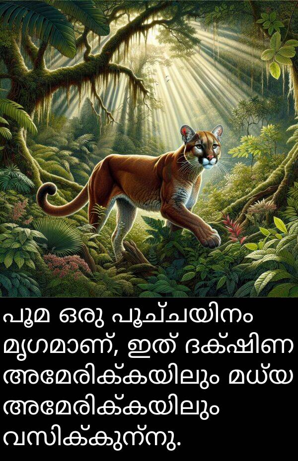 പൂമ: പൂമ ഒരു പൂച്ചയിനം മൃഗമാണ്, ഇത് ദക്ഷിണ അമേരിക്കയിലും മധ്യ അമേരിക്കയിലും വസിക്കുന്നു.