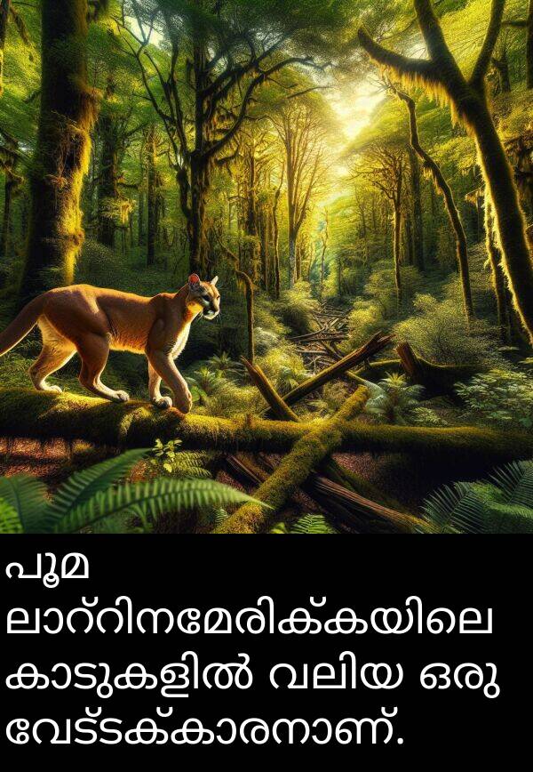 പൂമ: പൂമ ലാറ്റിനമേരിക്കയിലെ കാടുകളിൽ വലിയ ഒരു വേട്ടക്കാരനാണ്.