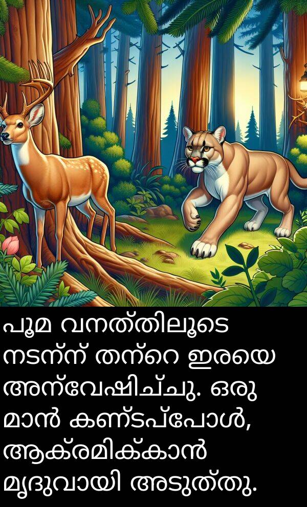 നടന്ന്: പൂമ വനത്തിലൂടെ നടന്ന് തന്റെ ഇരയെ അന്വേഷിച്ചു. ഒരു മാൻ കണ്ടപ്പോൾ, ആക്രമിക്കാൻ മൃദുവായി അടുത്തു.