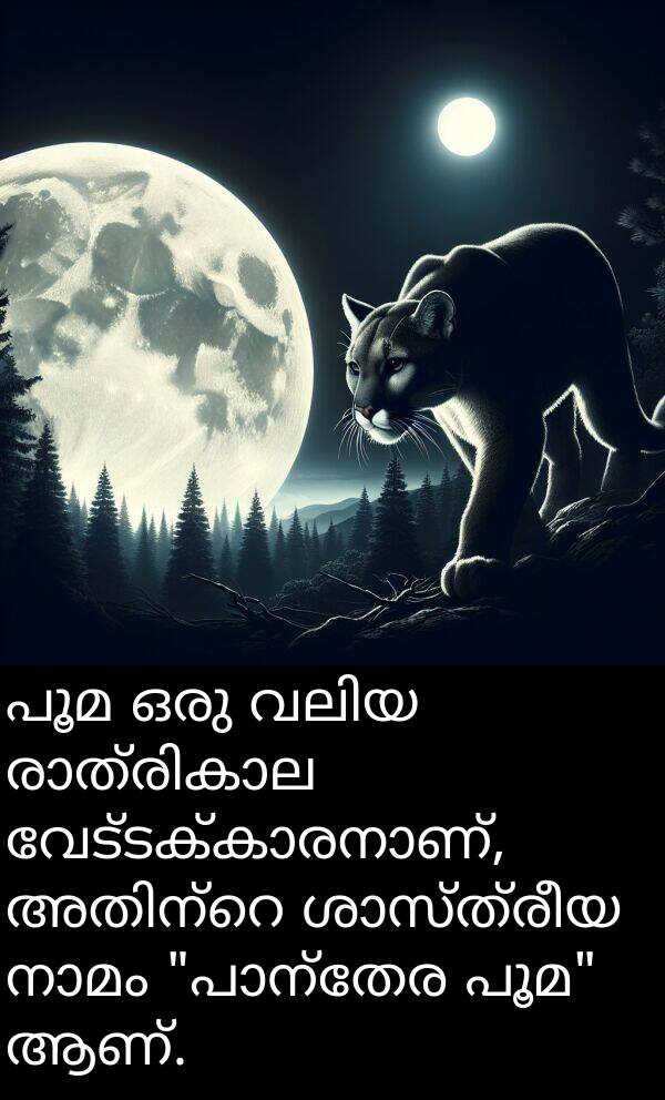 പൂമ: പൂമ ഒരു വലിയ രാത്രികാല വേട്ടക്കാരനാണ്, അതിന്റെ ശാസ്ത്രീയ നാമം "പാന്തേര പൂമ" ആണ്.