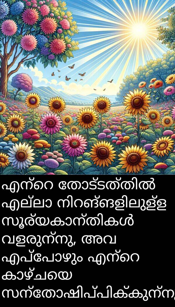 വളരുന്നു: എന്റെ തോട്ടത്തിൽ എല്ലാ നിറങ്ങളിലുള്ള സൂര്യകാന്തികൾ വളരുന്നു, അവ എപ്പോഴും എന്റെ കാഴ്ചയെ സന്തോഷിപ്പിക്കുന്നു.