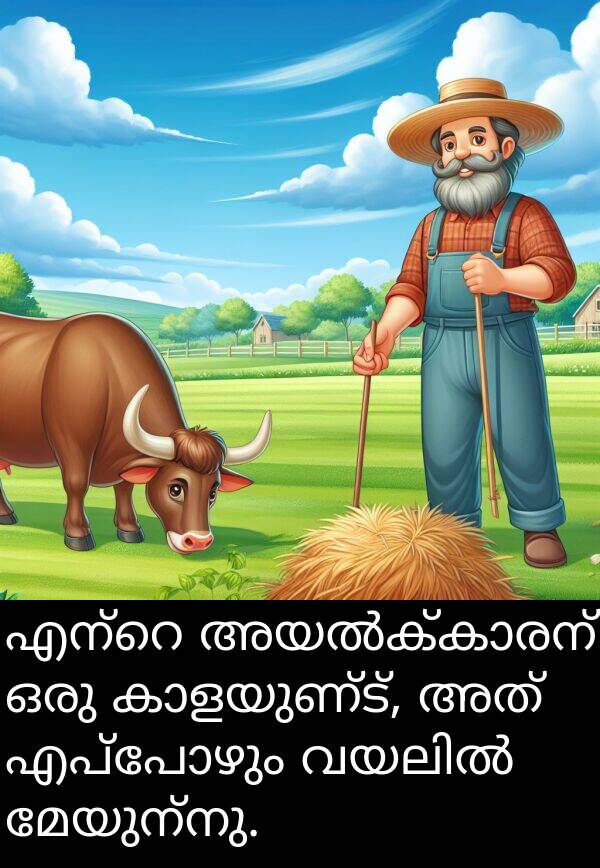 മേയുന്നു: എന്റെ അയൽക്കാരന് ഒരു കാളയുണ്ട്, അത് എപ്പോഴും വയലിൽ മേയുന്നു.