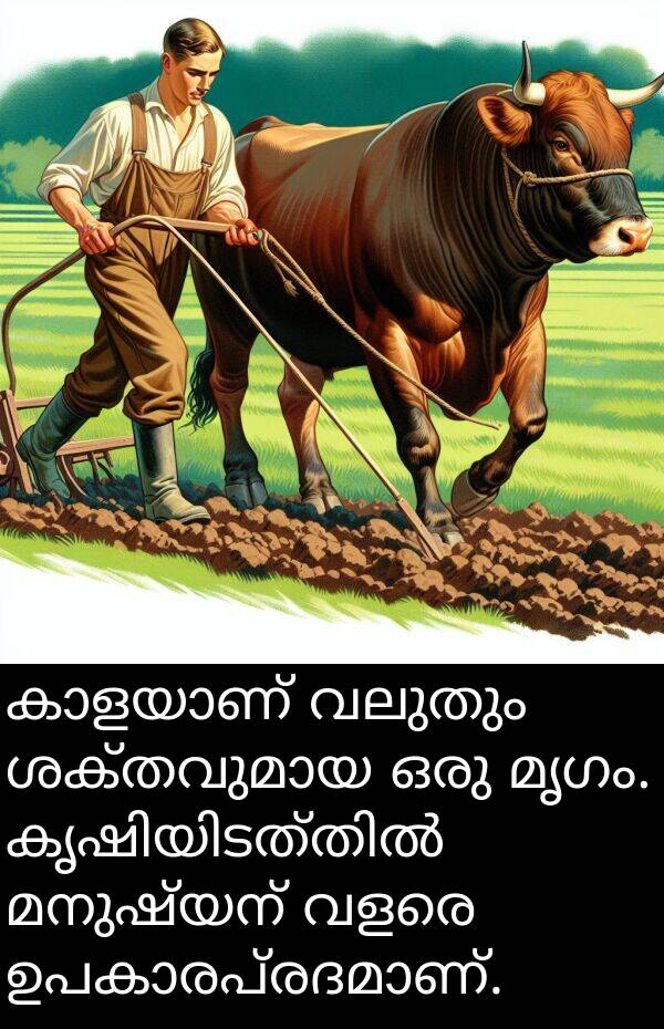 വലുതും: കാളയാണ് വലുതും ശക്തവുമായ ഒരു മൃഗം. കൃഷിയിടത്തിൽ മനുഷ്യന് വളരെ ഉപകാരപ്രദമാണ്.