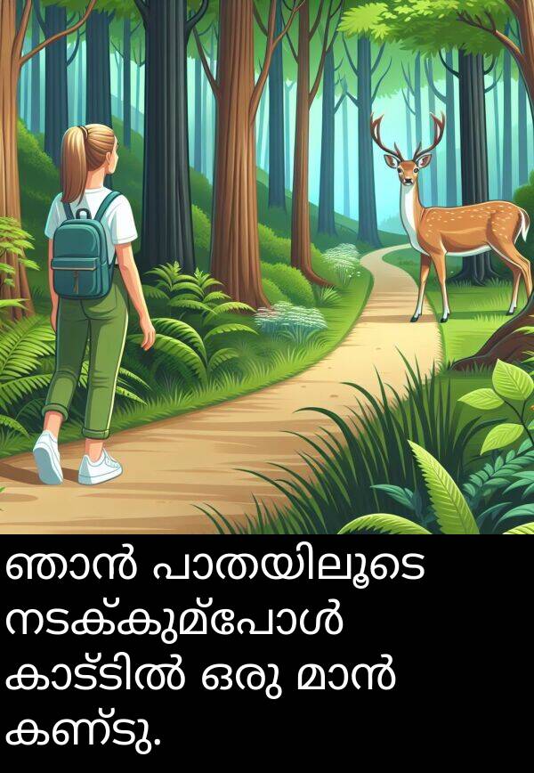 കണ്ടു: ഞാൻ പാതയിലൂടെ നടക്കുമ്പോൾ കാട്ടിൽ ഒരു മാൻ കണ്ടു.