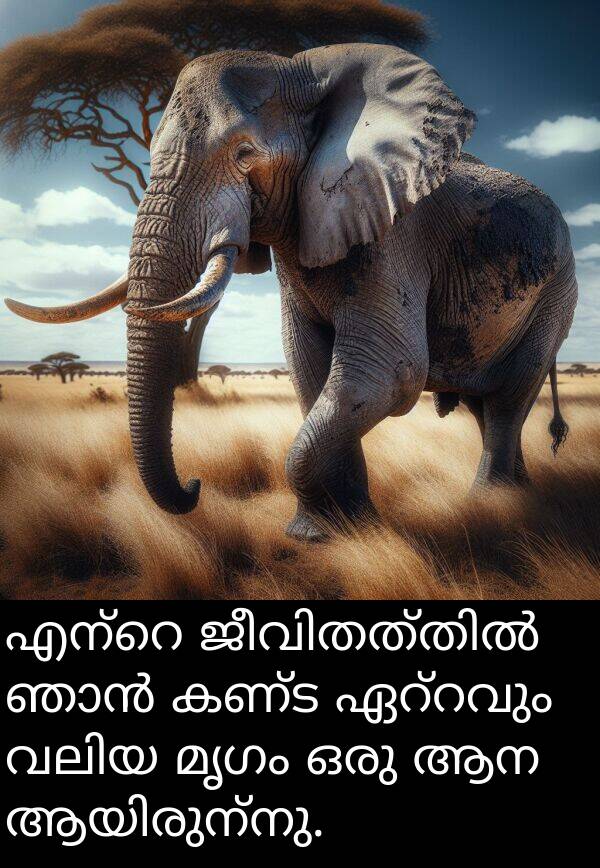 കണ്ട: എന്റെ ജീവിതത്തിൽ ഞാൻ കണ്ട ഏറ്റവും വലിയ മൃഗം ഒരു ആന ആയിരുന്നു.