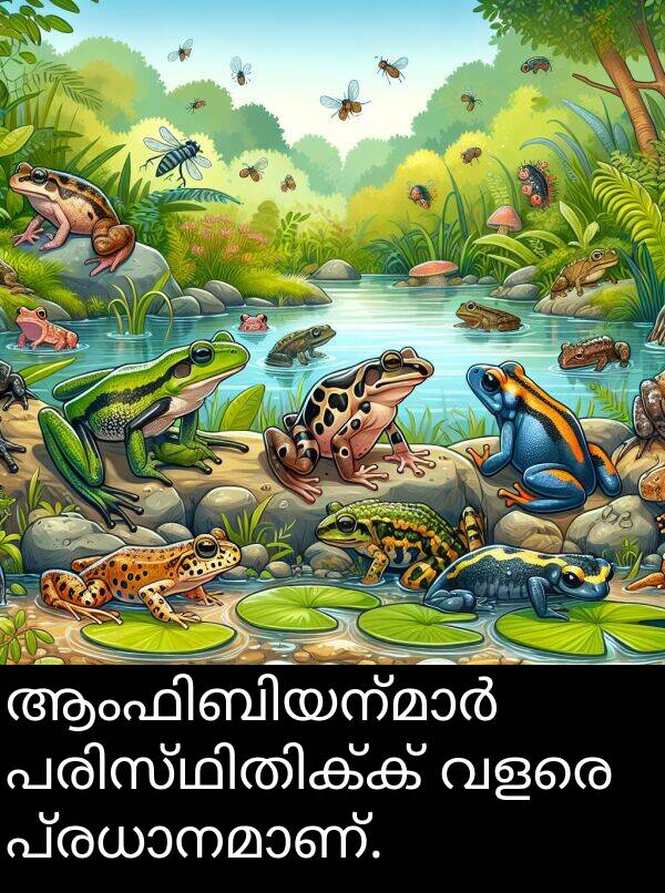 വളരെ: ആംഫിബിയന്മാർ പരിസ്ഥിതിക്ക് വളരെ പ്രധാനമാണ്.