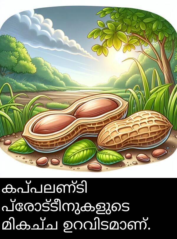 പ്രോട്ടീനുകളുടെ: കപ്പലണ്ടി പ്രോട്ടീനുകളുടെ മികച്ച ഉറവിടമാണ്.