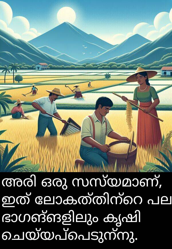 ചെയ്യപ്പെടുന്നു: അരി ഒരു സസ്യമാണ്, ഇത് ലോകത്തിന്റെ പല ഭാഗങ്ങളിലും കൃഷി ചെയ്യപ്പെടുന്നു.