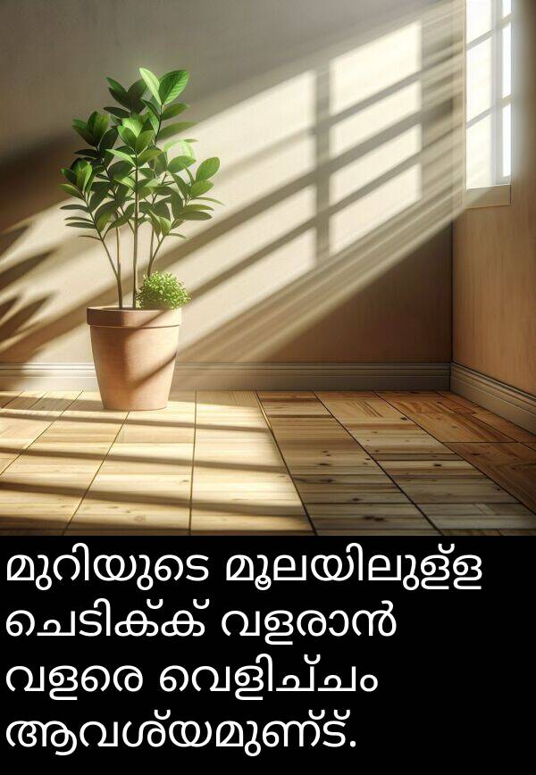 ആവശ്യമുണ്ട്: മുറിയുടെ മൂലയിലുള്ള ചെടിക്ക് വളരാൻ വളരെ വെളിച്ചം ആവശ്യമുണ്ട്.