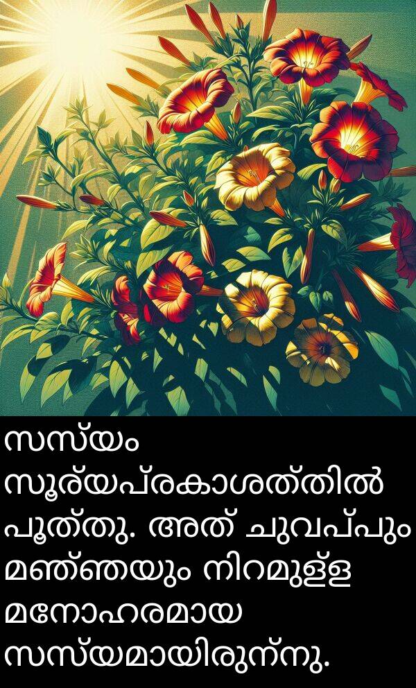 ചുവപ്പും: സസ്യം സൂര്യപ്രകാശത്തിൽ പൂത്തു. അത് ചുവപ്പും മഞ്ഞയും നിറമുള്ള മനോഹരമായ സസ്യമായിരുന്നു.